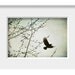 Bird Print - Bird Art - Bird Wall Art - Raven Blackbird Crow - Bird Photography - 8x12 Fine Art Photograph - Blackbird Fly