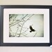 Bird Print - Bird Art - Bird Wall Art - Raven Blackbird Crow - Bird Photography - 8x12 Fine Art Photograph - Blackbird Fly