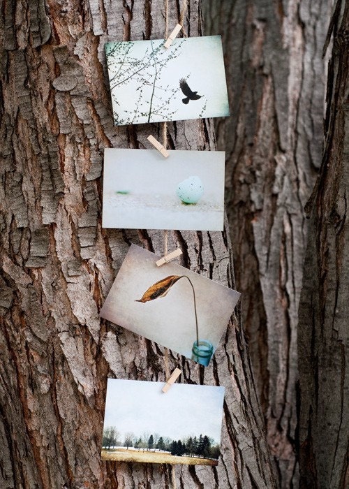 Vintage Style Postcards, Set of 8 - Blackbird, Robin's Egg, Rustic Fine Art Photography 4x6 - Stocking Stuffer