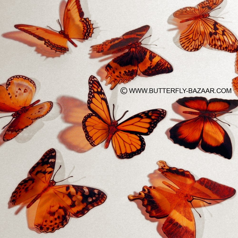 Butterflies in Orange