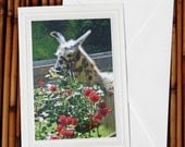 Llama discovers a butterfly  -- Llama photo greeting card