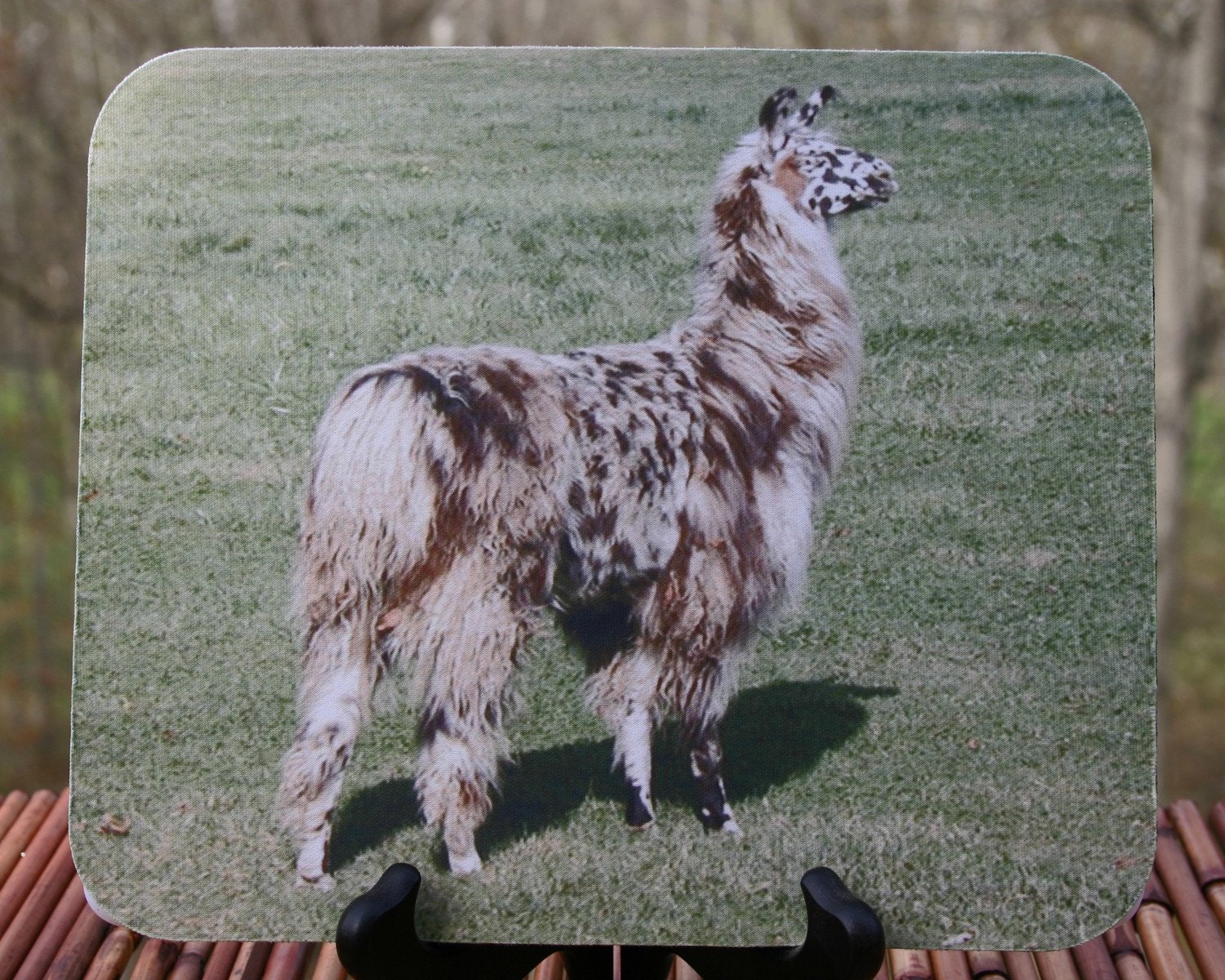 Out Standing in His Field, Llama Photo Mouse Pad