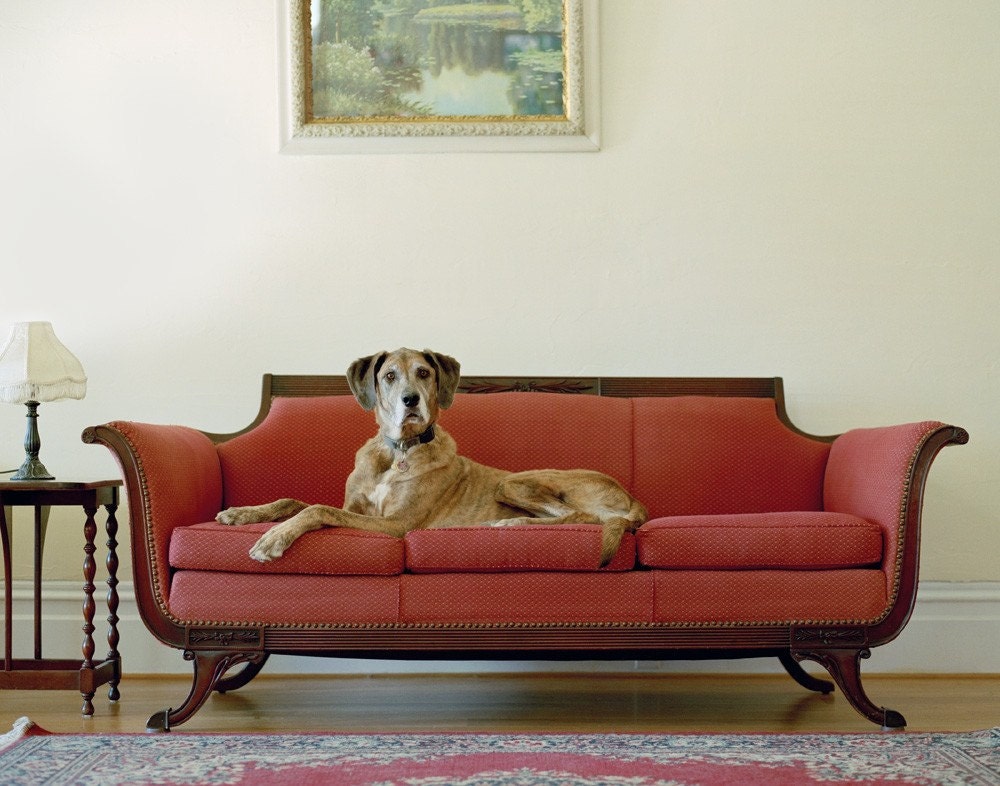 Bodo - Great Dane Mix, 11 x 14 Archival Pigment Print