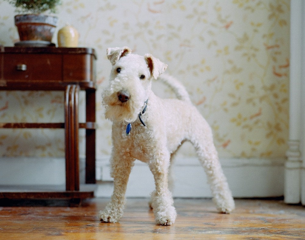 Jasper - Lakeland Terrier, 11 x 14 Archival Pigment Print
