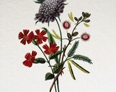 Vintage Botanical Fine Print