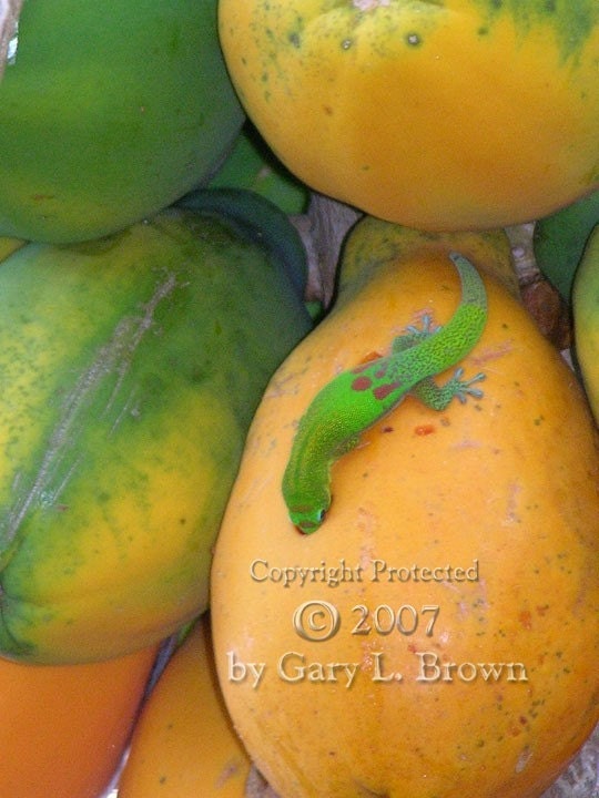 Geckos and Papayas Number 3 - Fine Art Print - 5 in.x 7 in.