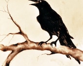 Raven 13 - original charcoal drawing 9.5"x12" ,dark gothic raven art