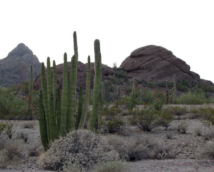Landscapes of Arizona 1