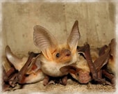 Wildlife photography The Pallid Bat Antrozous pallidus