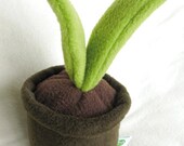 Plant - kaki pot