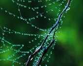 Dew drops suspended in time- dewy spider web  against emerald green with amazing water droplets nature photo
