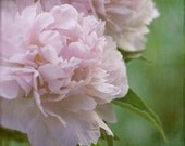 garden peonies... soft pink flowers with vintage style nature photo by Leaping Gazelle Studios