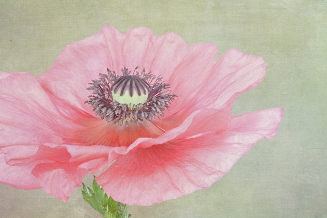 delicate poppy... soft pink mauve flower with clean lines fine art photograph