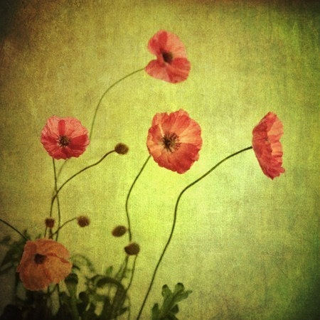 orange poppies squared... golden garden botanical print photograph