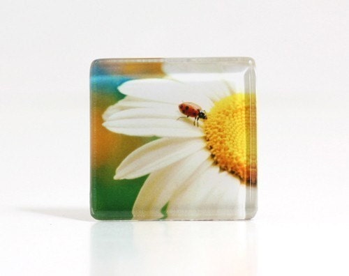 lady and the daisy glass tile magnet