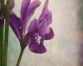 single siberian iris flower garden photograph with vintage style by leaping gazelle studios