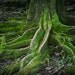 ANY 16 x 24 fine art photo - your choice... nature and botanical flower photos from Leaping Gazelle Studios
