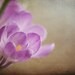 ANY 16 x 24 fine art photo - your choice... nature and botanical flower photos from Leaping Gazelle Studios