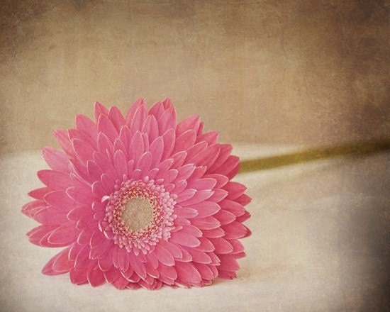 close to you... pink daisy garden style botanical fine art flower photo