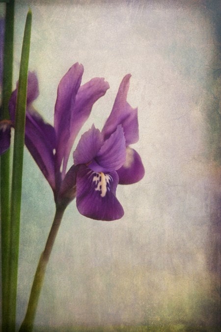 single siberian iris flower garden photograph with vintage style by leaping gazelle studios