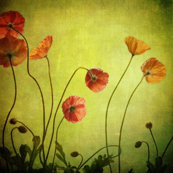 pink ranunculus... beautiful vintage botanical style flower garden photograph from Leaping Gazelle Studios