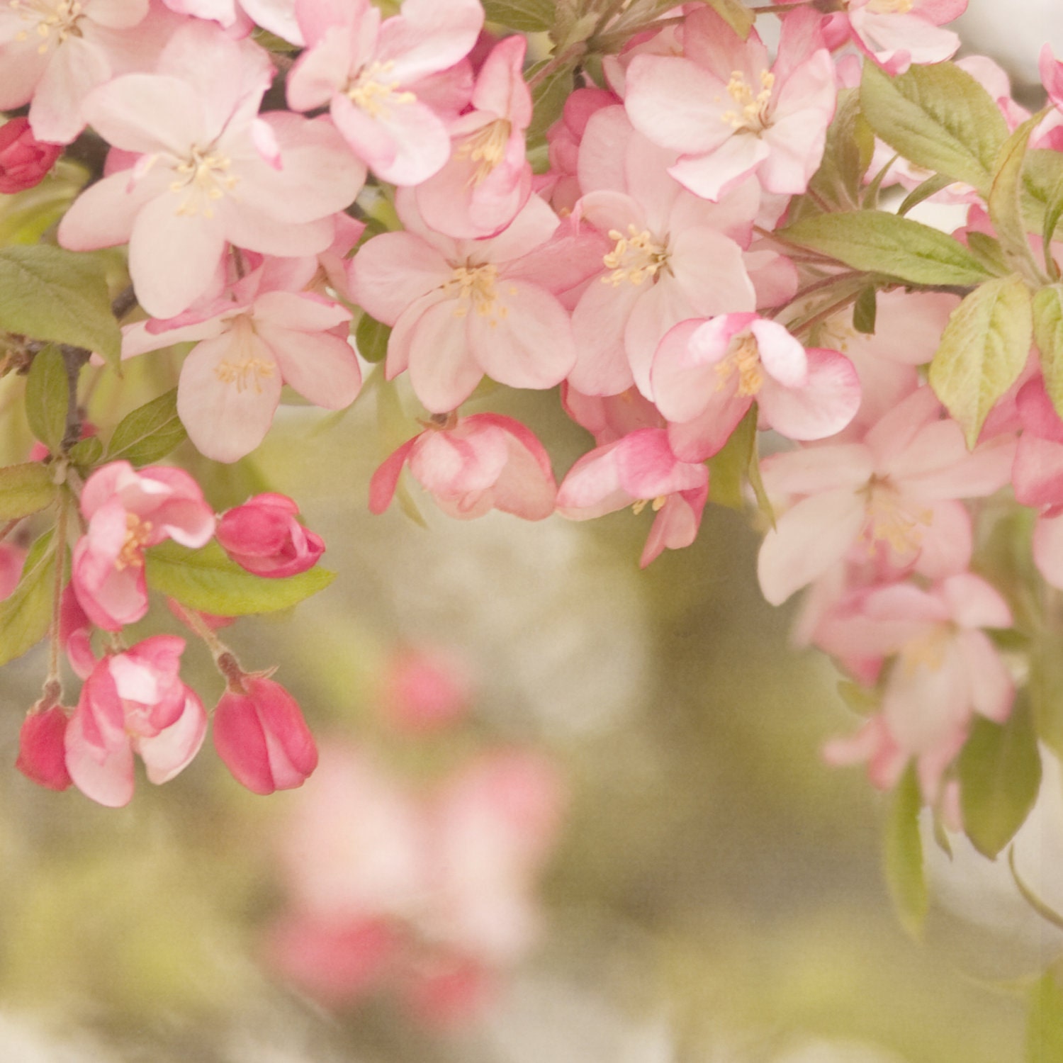 pink ranunculus... beautiful vintage botanical style flower garden photograph from Leaping Gazelle Studios