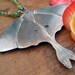 luna moth pendant... moth magic