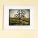 Fine art photography print Lonely tree green rustic woodland picture, rusteam, oht, tbteam
