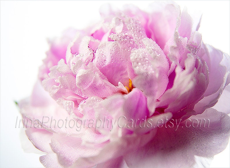 Mothers day cards pink pastel peony photo note card white blank greeting card Easter wedding birthday ivory minimalism, rusteam, tbteam, oht