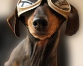 319 The Brown Baron - PHOTOGRAPH  Signed and numbered  14 x 14 cm / 5.5 x 5.5 inch Issue  20