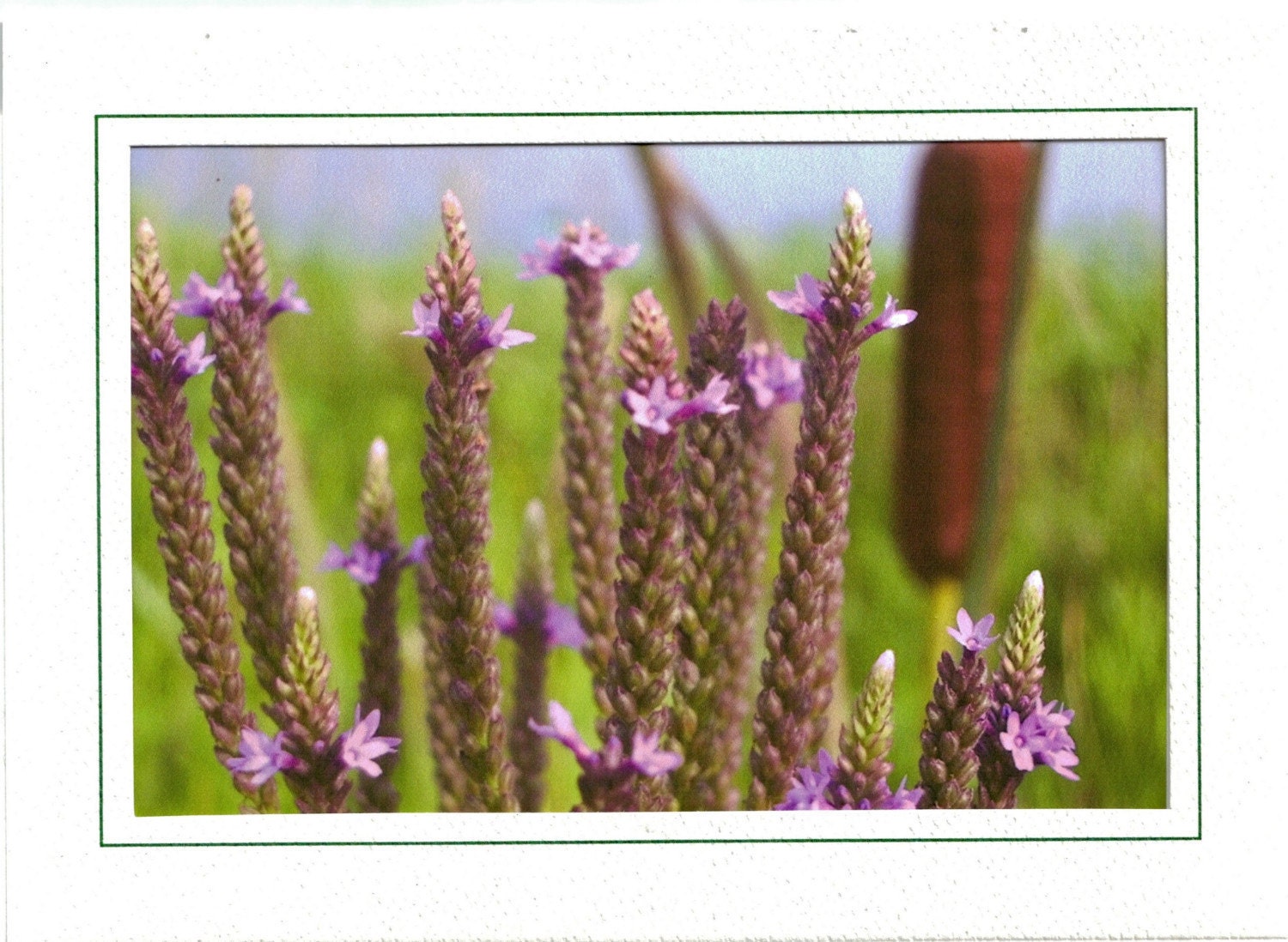 Wildflower Greeting Card
