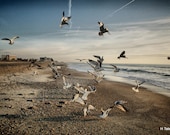 Seagulls at the seashore