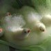 Wool Felted - Snow White Birds - Softearthart