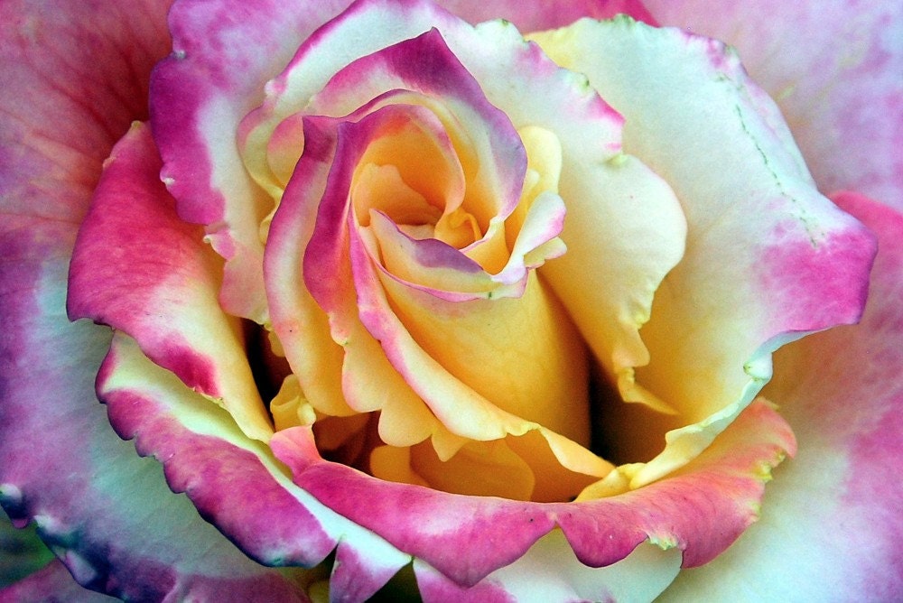 Macro Rose-Pink and White Rose-Macro Flower-Fine Art Photography- 8X10 Photo Print