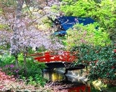 Japanese Garden- 8X10 Photo Print of Plum Blossoms