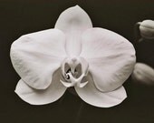 White Orchid- Black and White Orchid Photo-Fine Art Photography-Wall Art-18X24 Gallery Wrap Canvas Giclee