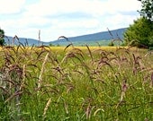Beautiful Day in the Country - Fine Art Landscape Photo Limited Edition Print 5x7 by Mei Faith