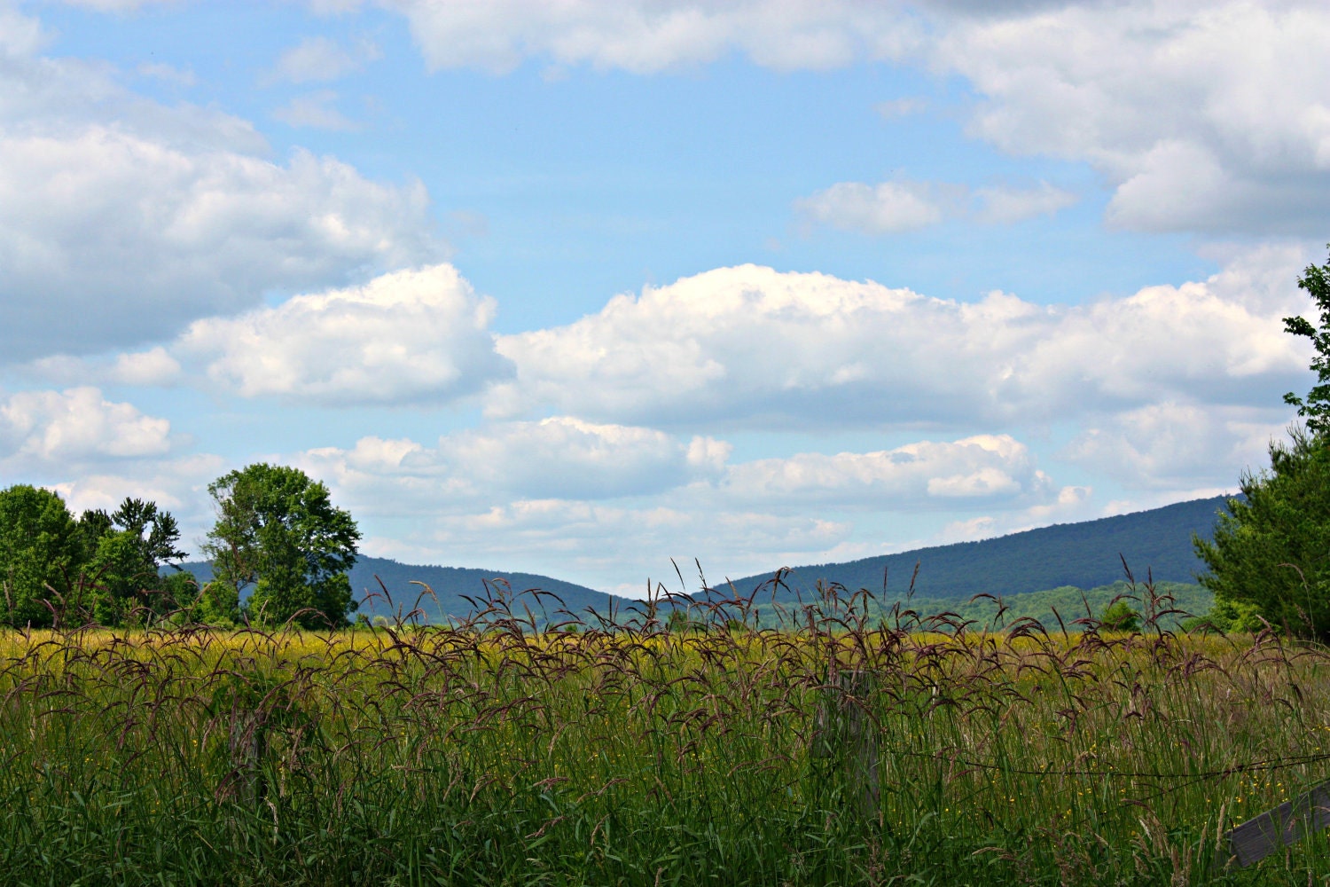 Country Living Chic Life on the Farm - Fine Art Landscape Photo Limited Edition Print 5x7 by Mei Faith
