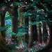 Spring Forest at Night print 5 x 7 in 8 x 10 mat