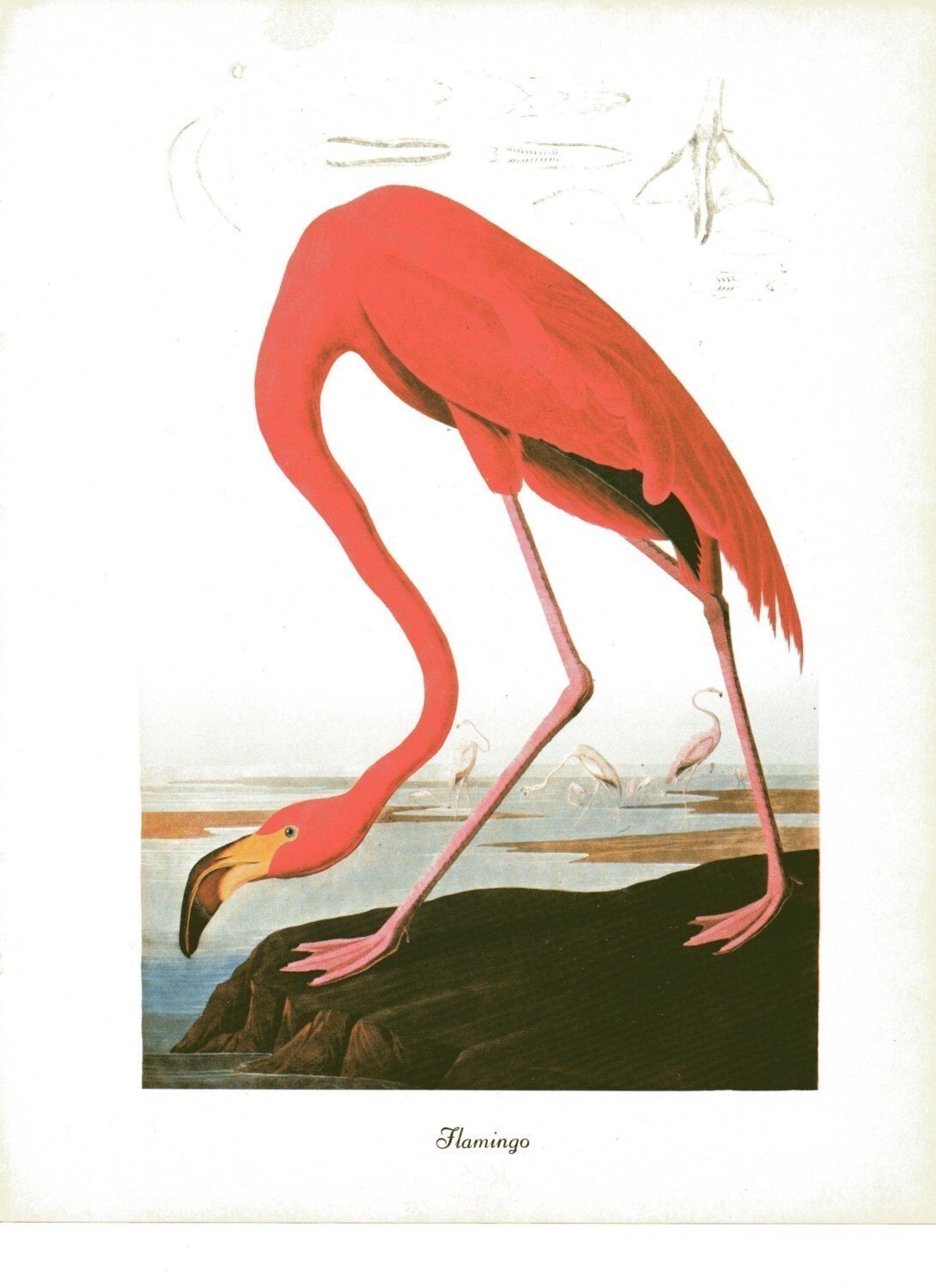 Audubon Prints