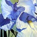 Clearance Sale- 40% off- Purple Majesty- Original Acrylic Flower Painting