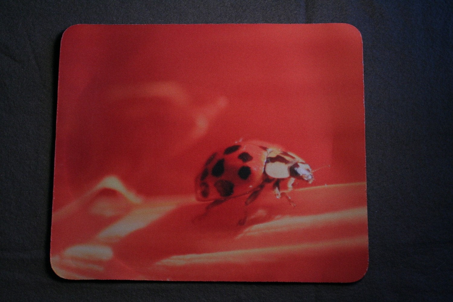Large Lady Bug Mousepad Orange Lady Bug on Flower photo