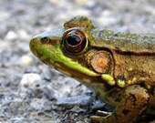 Aceo Frog Photo Road Frog Photograph of Frog 2.5x3.5 in