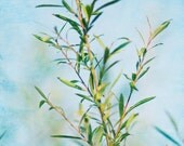 Turquoise Leaves - 8 x 12 Fine Art Photograph - spring blue green nature home decor print