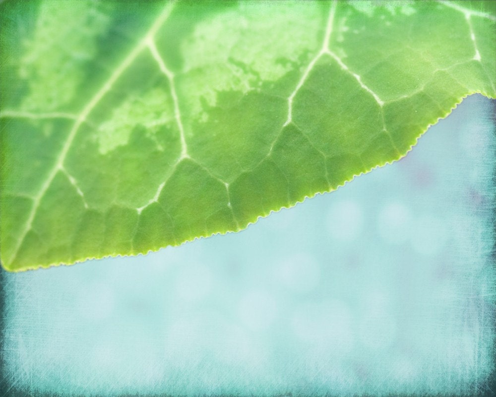 Lovely Leaf - 8 x 10 Fine Art Photograph