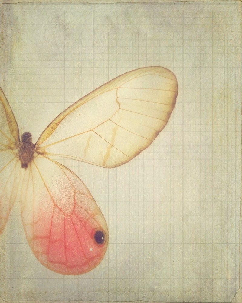 Wings - 8 x 10 Fine Art Photograph - dreamy pink vintage style butterfly home decor print