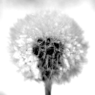 I Wish black and white dandelion 5x5 square fine art photograph print metallic