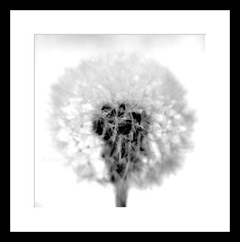 I Wish black and white dandelion 5x5 square fine art photograph print metallic
