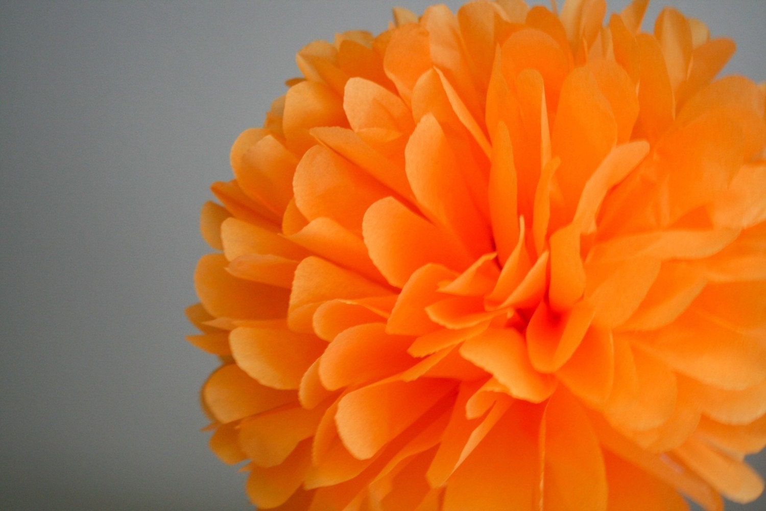 Orange - one pom