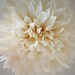 French Vanilla Tissue Paper Pom .. Wedding Decoration / Anniversary / Birthday / Party Decoration